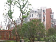 满五,无抵押,采光好 业主诚意