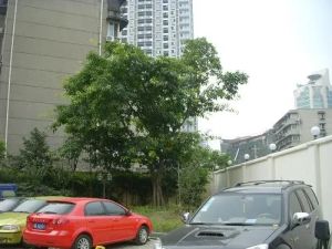 阳光3651室1厅西