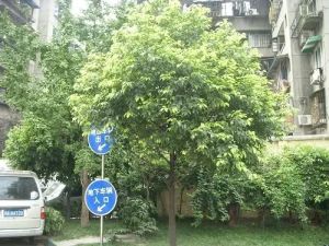 阳光3652室1厅东南南