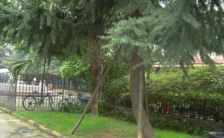 天府花园二期 4室2厅 东