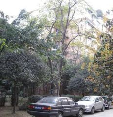 绿城花园3室2厅南