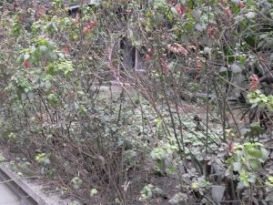 花照壁小区一期 2室1厅 西南