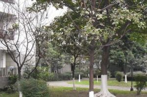 金房苑琴园3室2厅南