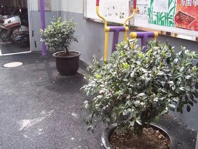 塔城东路492弄小区实景图