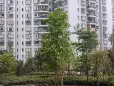 毛线沟 锦冠明珠三房133万