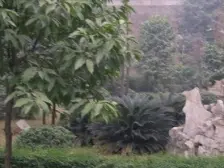 18号线轻轨3房 有电梯 洋房 随时看房