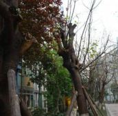 宏景园3室1厅西南