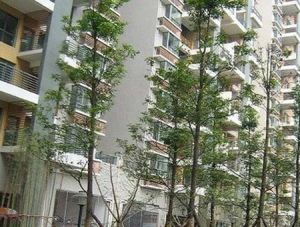 大陆西城秀筑2室1厅南