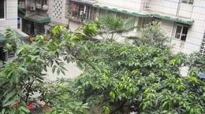 望亭居 2室1厅 东南