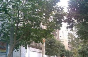 棕南西街5号 3室1厅 东南