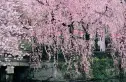东湖庭园实景图