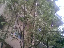 大坪 环卫大厦二房82万