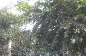 星辰苑2室1厅东南