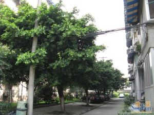 百寿路7号 2室1厅 东南