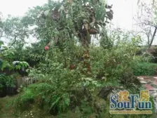 较场口 领事巷二房46万