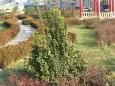 人和 人和丽景六房