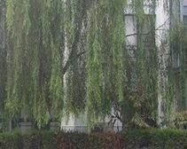 香山苑 2室2厅 东南