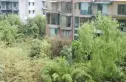 浣花新城别墅实景图