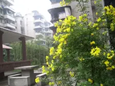 轻轨站旁 出行便捷 低楼层 三房业主诚心出售