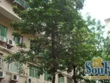 渝北两路 急!绿梦广场旁电梯!大4房2卫