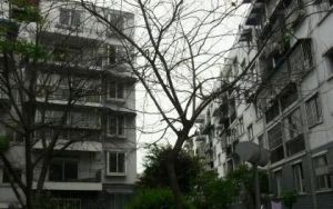 天府雅居3室1厅南北