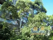 三门路750弄小区1室南朝向195.00万元/套出售