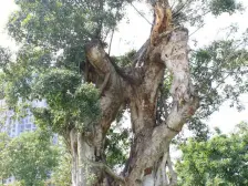 西区 中航翡翠城洋房五房332万