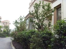 优山美地花园独栋别墅大花园装修保养好全屋地暖