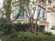 产证满五年,独栋别墅,户型房正,采光佳,无遮挡