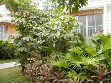 大复试 别墅的感觉 带大阳台 可烧烤