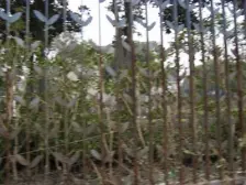 浦东 美林别墅 5室4厅 304.42㎡ 4300万