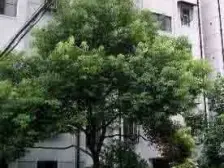 商品房,全明户型,大三房,中间楼层,得房率高