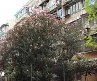 双南双院子,采光效果好(无遮挡)位置安静,诚意出售