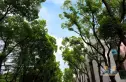 大宁揽翠艺墅实景图