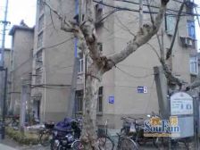 洪家园·双桥新村·3室·0厅