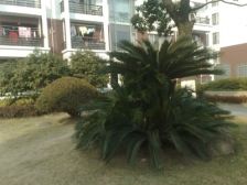 电梯房,复式房,主卧朝南,近地铁,精装修,房型正气