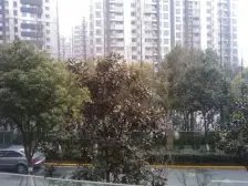 业主诚意,税费少,看房子提前约