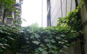 干槐树街8号2室1厅东南