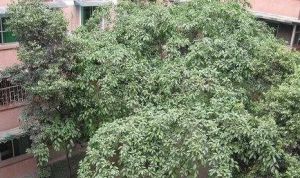 桃溪庭苑 2室2厅 西南