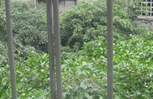 蜀明东路10号 2室1厅 东南