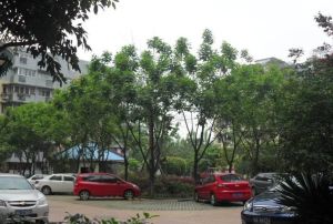 东圣民居2室1厅南