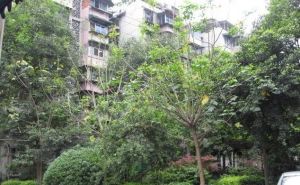 东糠市街3号2室1厅东南