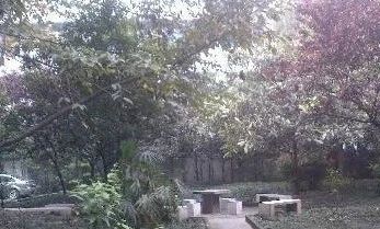 煌歌艺树实景图