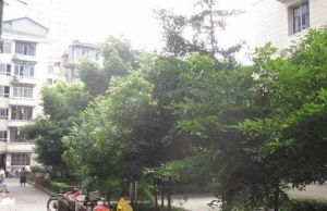人民中路二段51号3室1厅南北