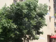 李家沱 新屋佳苑二房24.7万