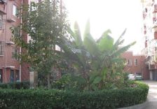 光明东村中套 户型方正 采光充足 出行方便