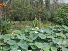 白塘景观房。前排6层电梯洋房(顶带阁)。买一层送一层。看中谈