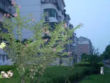 张江镇少有低楼层两房,超大露台,满五精装好房,近/地/铁