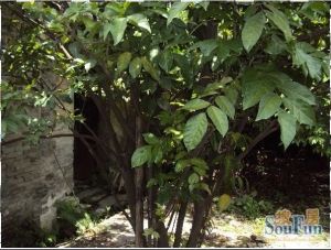 市区小三房 格局方正 电梯小高层