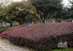 神仙树6号院 1室0厅 西